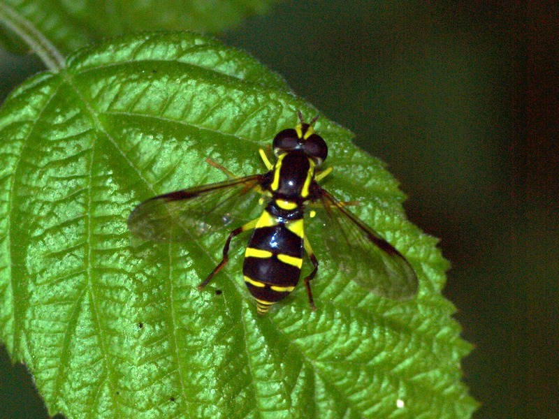 Xanthogramma